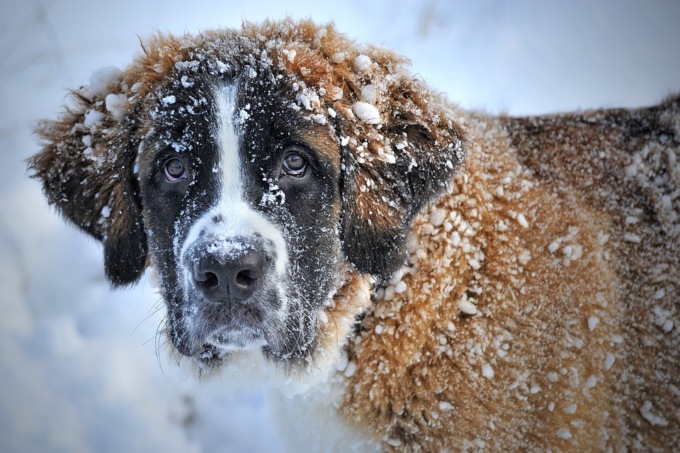Come affrontare l’inverno con i nostri amici animali?