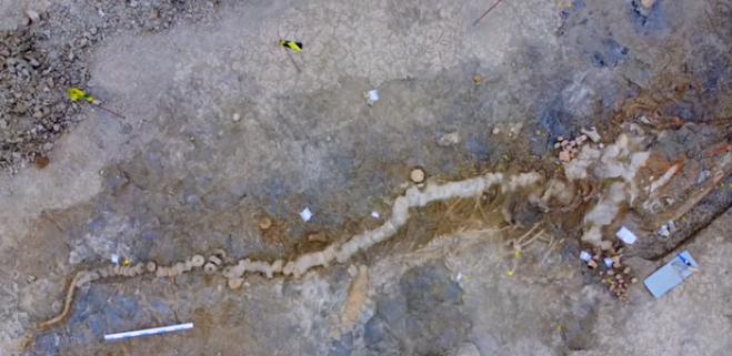 Scoperto (per caso) lo scheletro di un enorme drago marino risalente al Giurassico