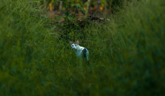 Gatto   trafitto da una freccia durante una gara di tiro con l’arco