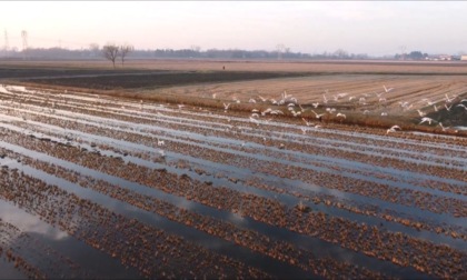 Lo spettacolare video del volo di 500 Ibis sacri sopra le risaie lombarde