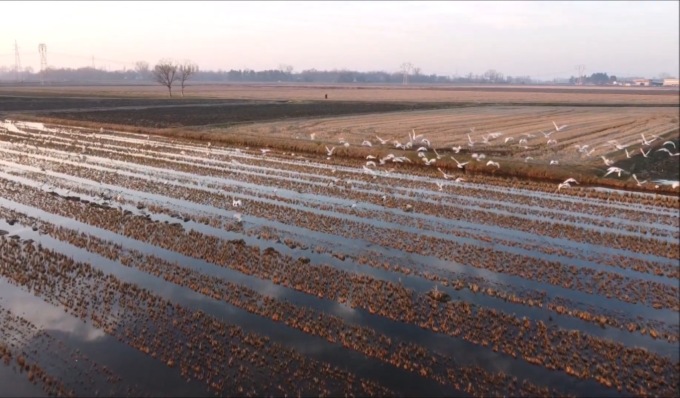 Lo spettacolare video del volo di 500 Ibis sacri sopra le risaie lombarde