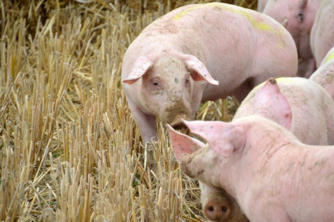Ci mancava anche la peste suina africana: scatta l’allarme (negli allevamenti)