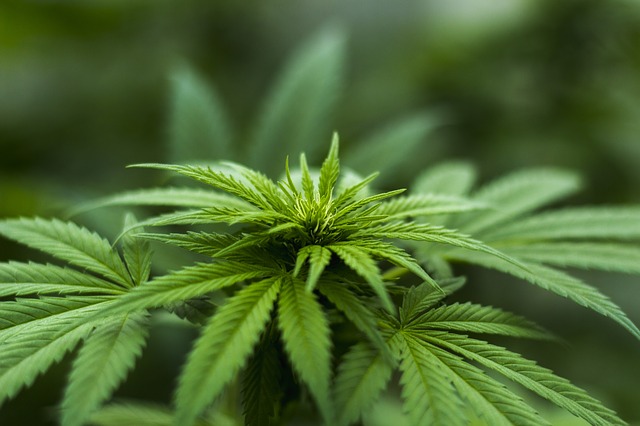 Sembra che la cannabis impedisca al Covid di entrare nelle cellule