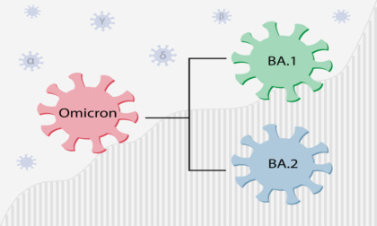 Ora c'è anche la variante Omicron BA.2: lo sapevate?