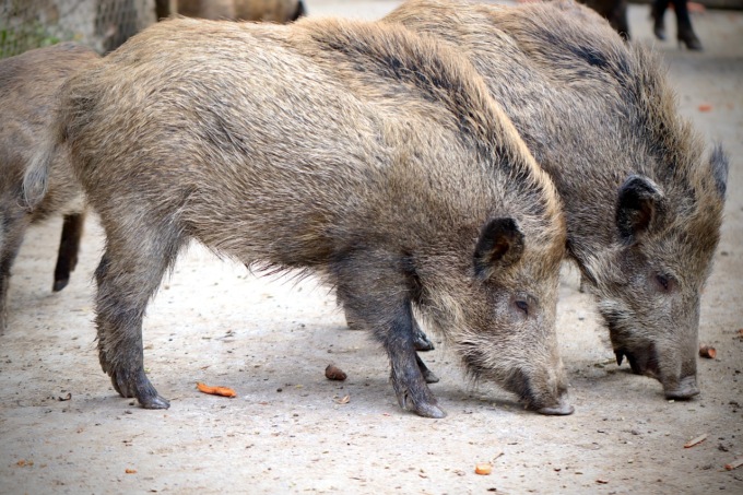 Peste suina, ricerca carcasse in Piemonte e Liguria: Cirio e Toti si mobilitano