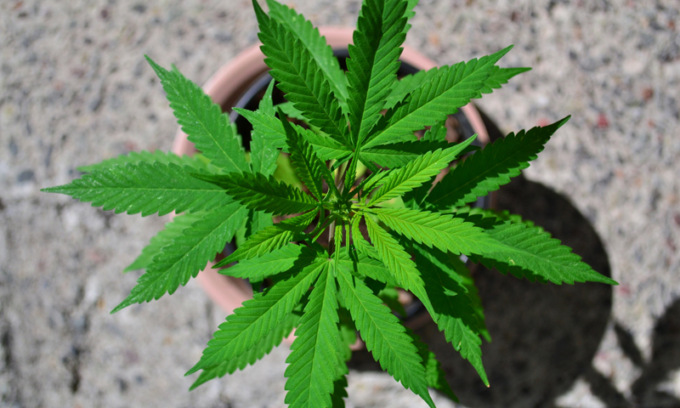 Cannabis: Cappato contro Amato show; niente legge in Parlamento; dov’è legale nel mondo