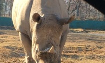 Sos elefanti Onlus e Safari Park Lago Maggiore, missione compiuta: il miracolo del rinoceronte Martin