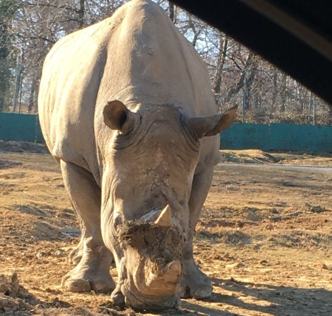 Sos elefanti Onlus e Safari Park Lago Maggiore, missione compiuta: il miracolo del rinoceronte Martin