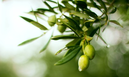 Olio di oliva italiano, stime in crescita per la campagna 2021-22
