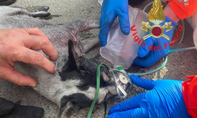 Cagnolino salvato da un incendio e rianimato dai pompieri