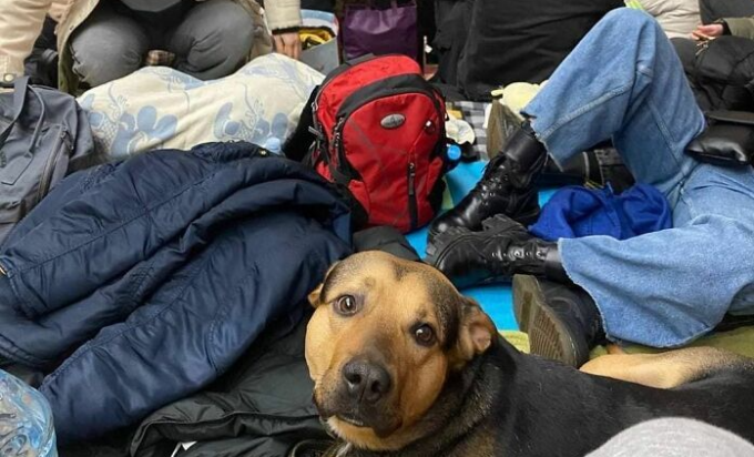 Guerra in Ucraina: le foto degli animali domestici portati in salvo dalle bombe