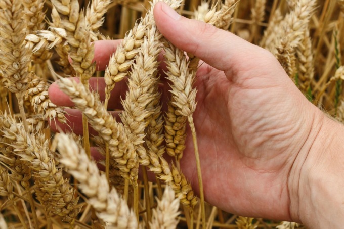 Grano, pasta, pane: prezzi alle stelle. E la Russia minaccia di stoppare le esportazioni