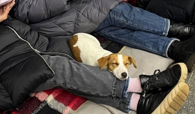 In Lombardia gli animali dei profughi ucraini sono i benvenuti: i riferimenti dei dipartimenti veterinari
