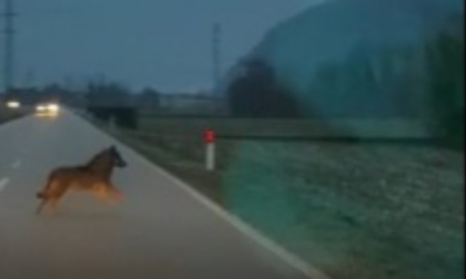 Il video dei lupi che attraversano la tangenziale a due passi dalle case