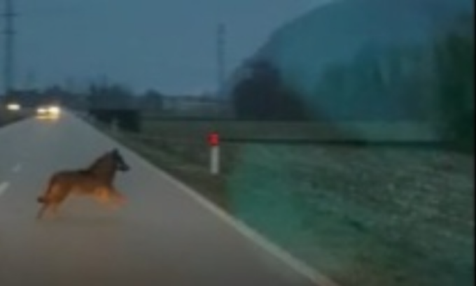 Il video dei lupi che attraversano la tangenziale a due passi dalle case