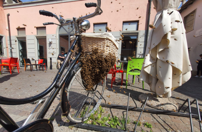 La Regina decide, lo sciame esegue: e le api costruiscono un alveare su una bicicletta