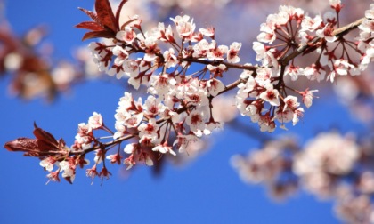 In Lombardia torna la primavera: soleggiato fino a venerdì, da domani 20 gradi