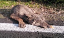 Sempre più a ridosso dell'abitato: le toccanti immagini del lupetto ferito salvato in Emilia