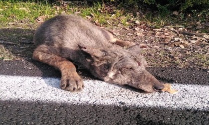 Sempre più a ridosso dell'abitato: le toccanti immagini del lupetto ferito salvato in Emilia