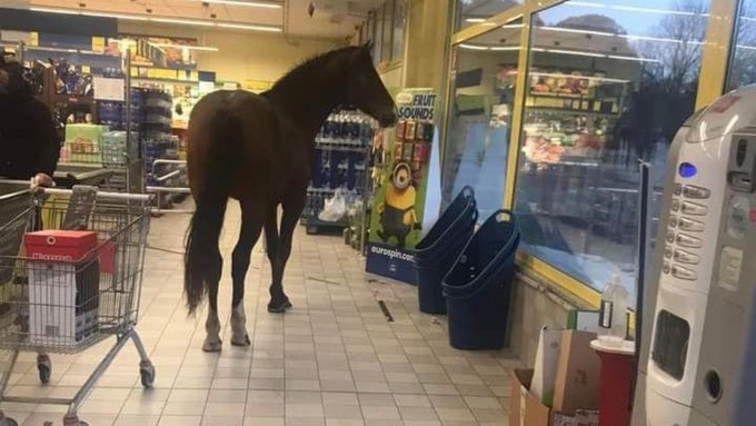 La spesa intelligente? All’Eurospin la fa… un cavallo