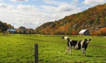 Ruralis: 2,4 milioni di euro per valorizzare i sistemi agricoli