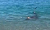 Il video dello squalo che nuota a pochi metri dalla riva in Calabria