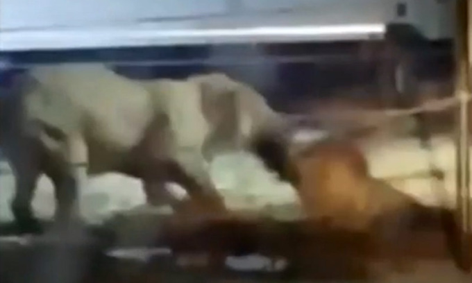 Tigre scappa dal circo e sbrana un pony in Sicilia