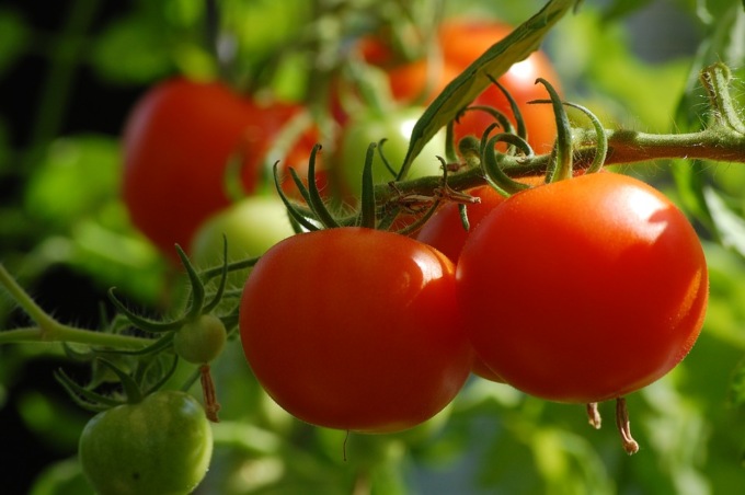 Coltivare verdure in casa, ecco le novità
