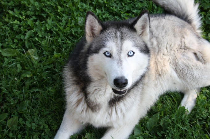 Il cane non vuol camminare, il padrone lo lega all’auto e lo trascina per chilometri