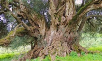 L'albero più antico d'Italia ha 4mila anni: ecco dove si trova