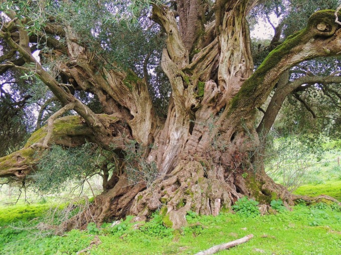 L’albero più antico d’Italia ha 4mila anni: ecco dove si trova