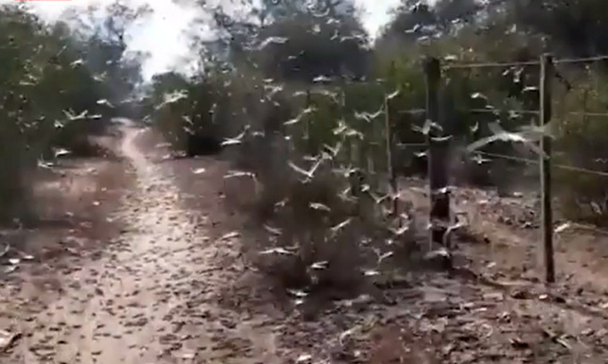 La piaga dalle cavallette in Sardegna: raccolti e allevamenti invasi da migliaia d’insetti