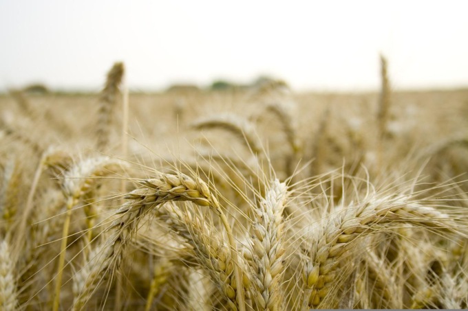 La guerra del grano: “I russi lo rubano”, da Kiev primo treno verso la Lituania per aggirare il blocco