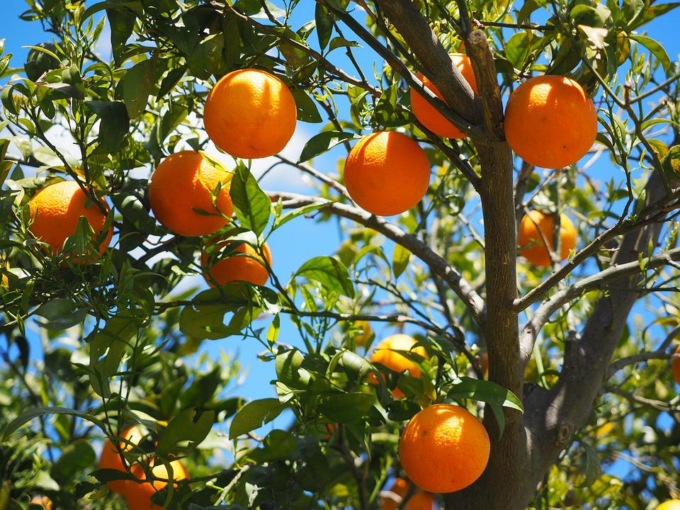 Giornata della Biodiversità, addio a tre frutti su quattro
