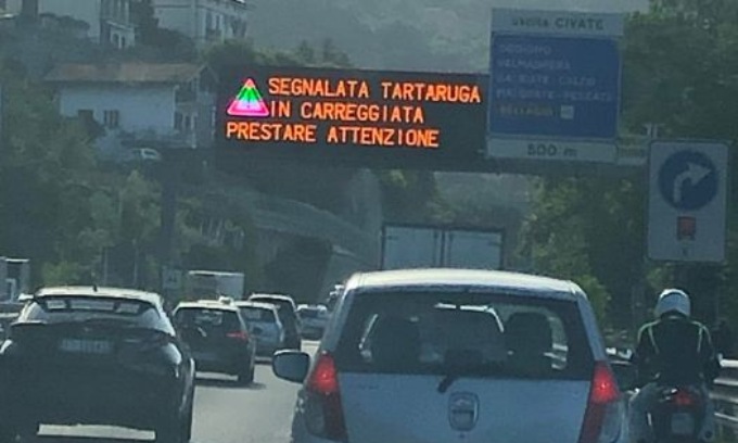 La coda sulla Statale? Colpa… di una tartaruga