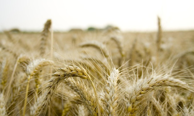 Grano, svolta vicina: ora Russia e Ucraina sono pronte a trattare