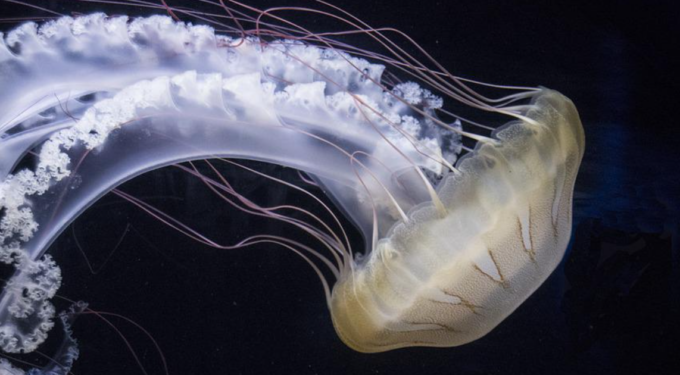 Allerta meduse nei mari italiani: perché ci sono e quanto durerà