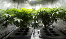 Primo sì in Commissione alla depenalizzazione della coltivazione domestica della cannabis