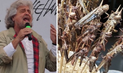 Mangeremo davvero gli insetti? Beppe Grillo li vuole inserire nei menù delle scuole
