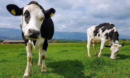 Per ridurre le emissioni di gas serra la Nuova Zelanda vuole tassare... i rutti di mucche e pecore