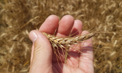 In Piemonte 30% di grano raccolto in meno: la siccità ha massacrato le colture