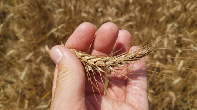 In Piemonte 30% di grano raccolto in meno: la siccità ha massacrato le colture