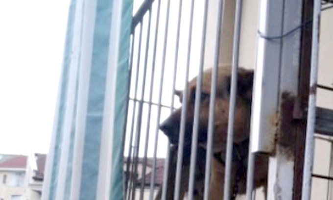 Legato a una catena su un balcone di un metro quadrato: povero cane