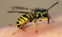 Attaccato da uno sciame di vespe: 53enne muore in un campo con centinaia di punture su tutto il corpo