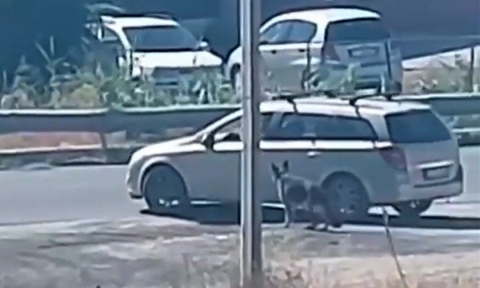 Un altro abbandono: nel video l’auto se ne va e il cane resta solo