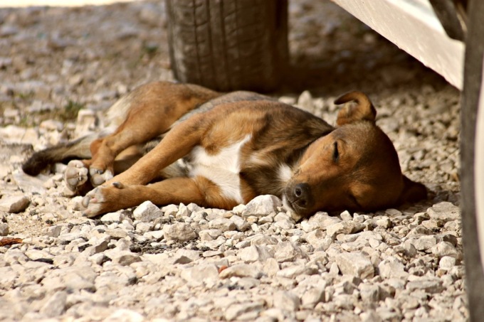 Incidenti auto e abbandono animali, al via la campagna