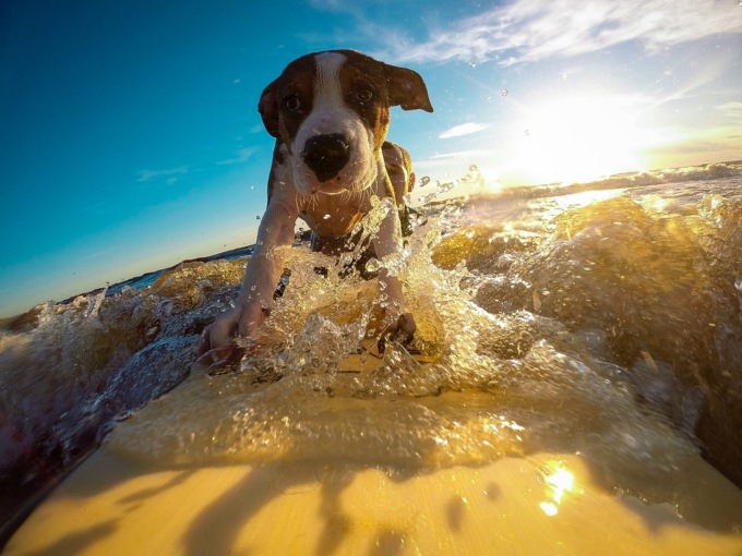 In vacanza con gli animali, ma attenzione al caldo