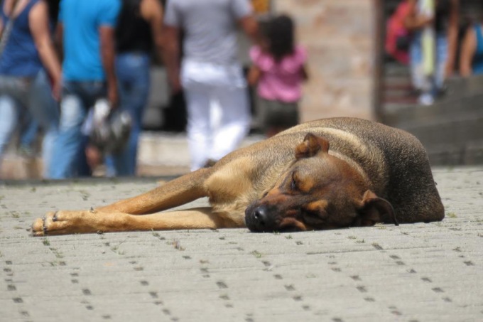 L’abbandono di animali è un’azione incivile e un reato