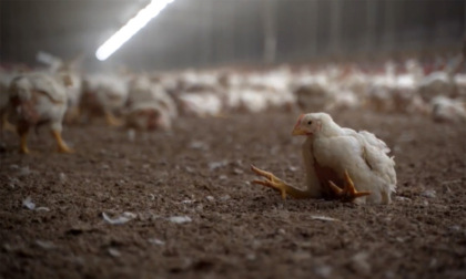 Migliaia di galline sono morte in un incendio in un capannone agricolo
