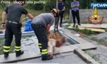 Incredibile, ma vero: mucca finisce in una piscina, la salvano i Vigili del fuoco